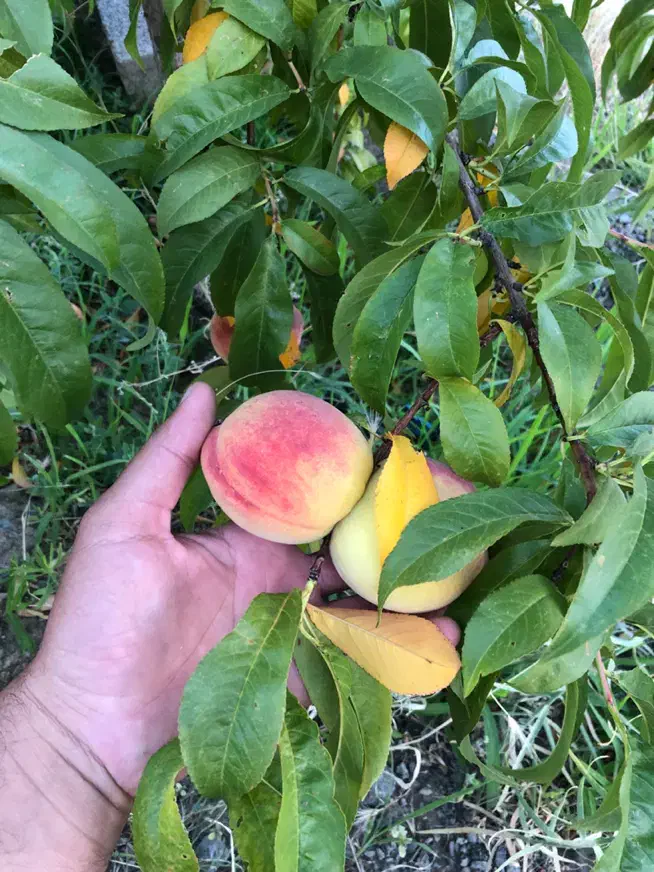 هلو شلیل بادام گیلاس|حراج|خوی, |دیوار