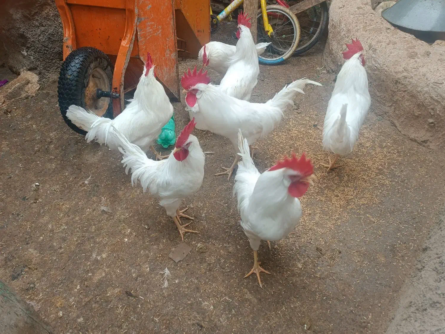 خروس|پرنده|نورآباد, |دیوار