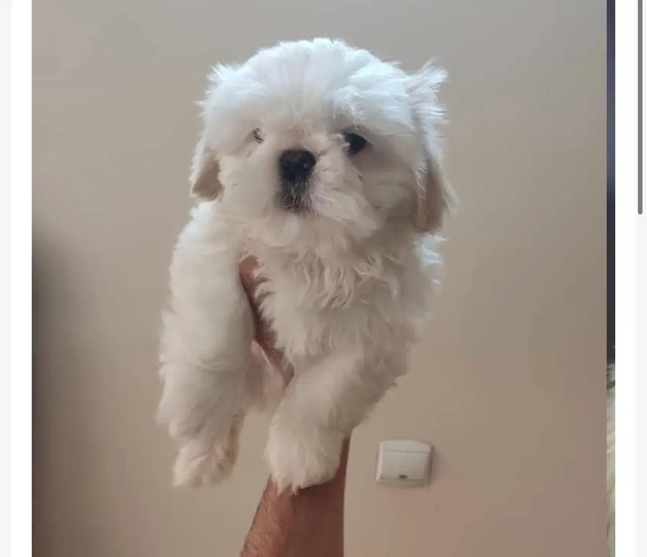 شینزو مالتیز|سگ|نجف‌آباد, یزدانشهر|دیوار