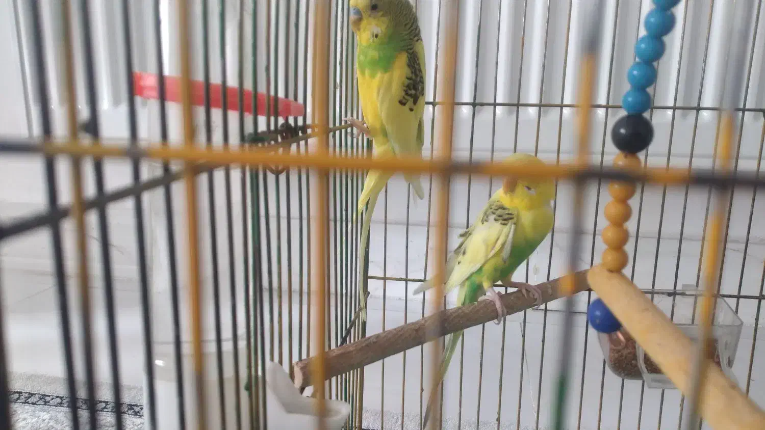 یک جفت مرغ عشق|پرنده|اسدآباد, |دیوار