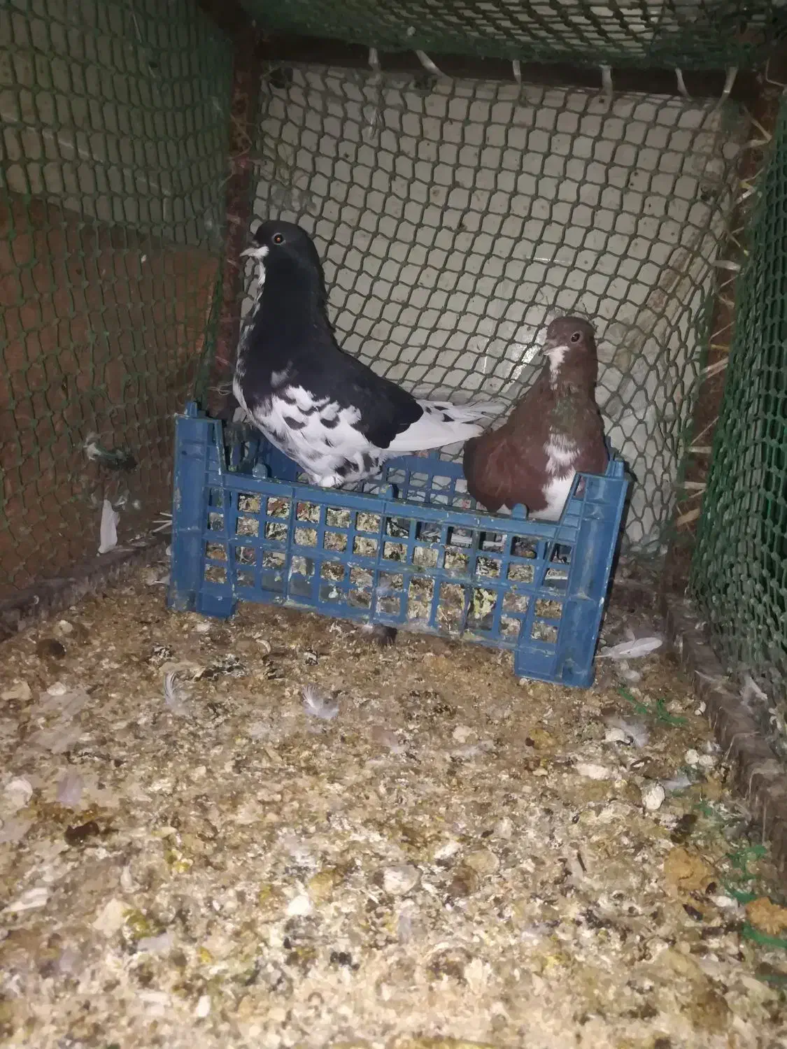 کبوتر خوش رنگ و یالی|پرنده|برازجان, |دیوار