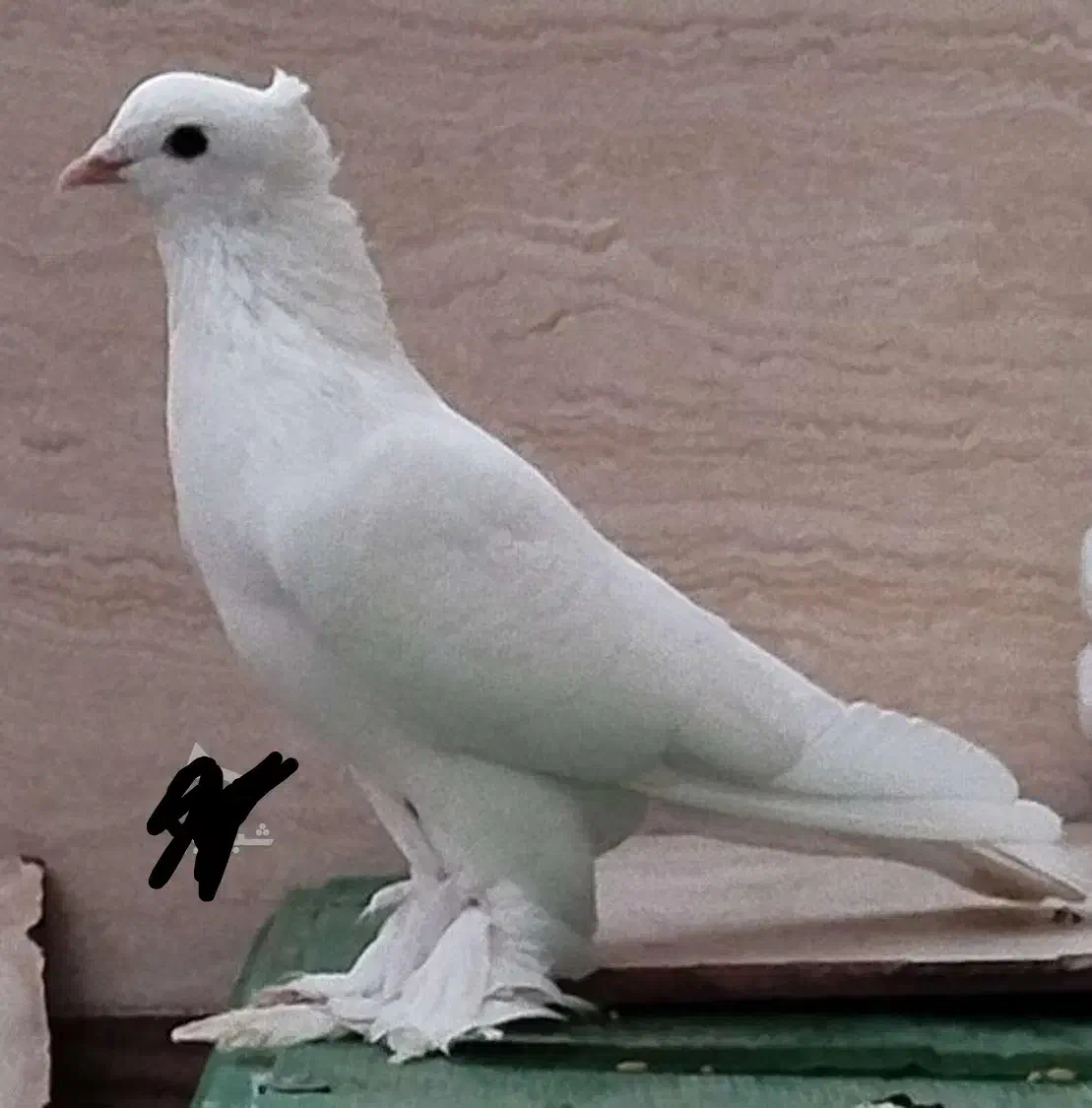 کبوتر رواعب سفید میخ کاکل پرپا بلند|پرنده|بهشهر, |دیوار