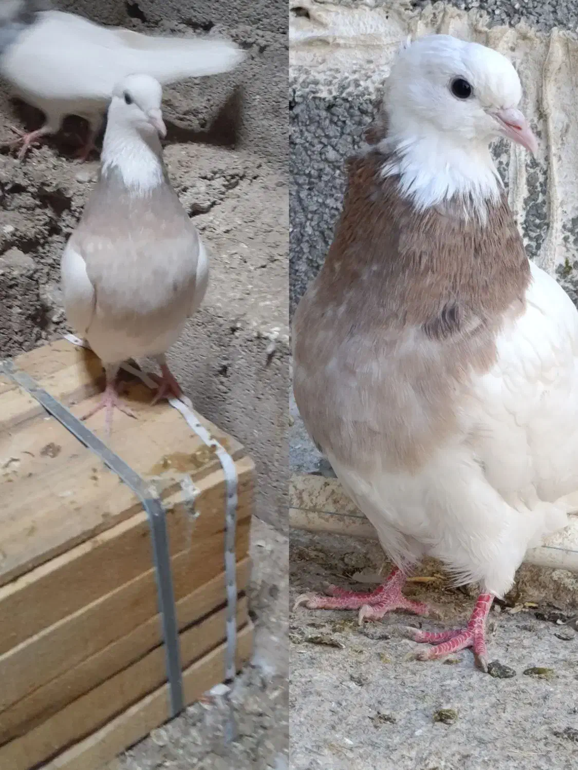 کبوتر،طوقی نسل درجه یک،دونه ای ۷۰۰روهم|پرنده|بیستون, |دیوار