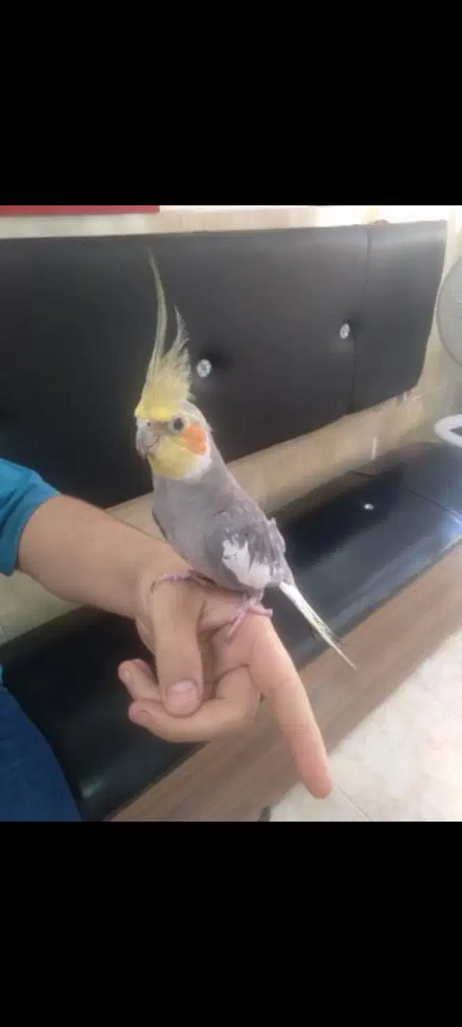 عروس و مرغ عشق|پرنده|فومن, |دیوار