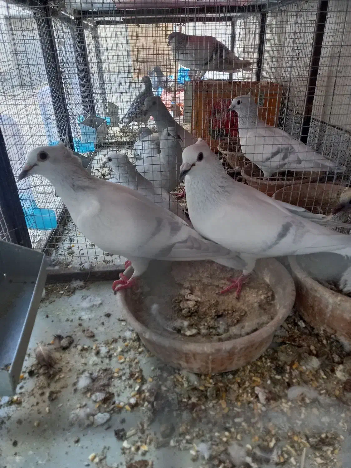 کبوتر رنگی ودورگ|پرنده|خمینیشهر, |دیوار