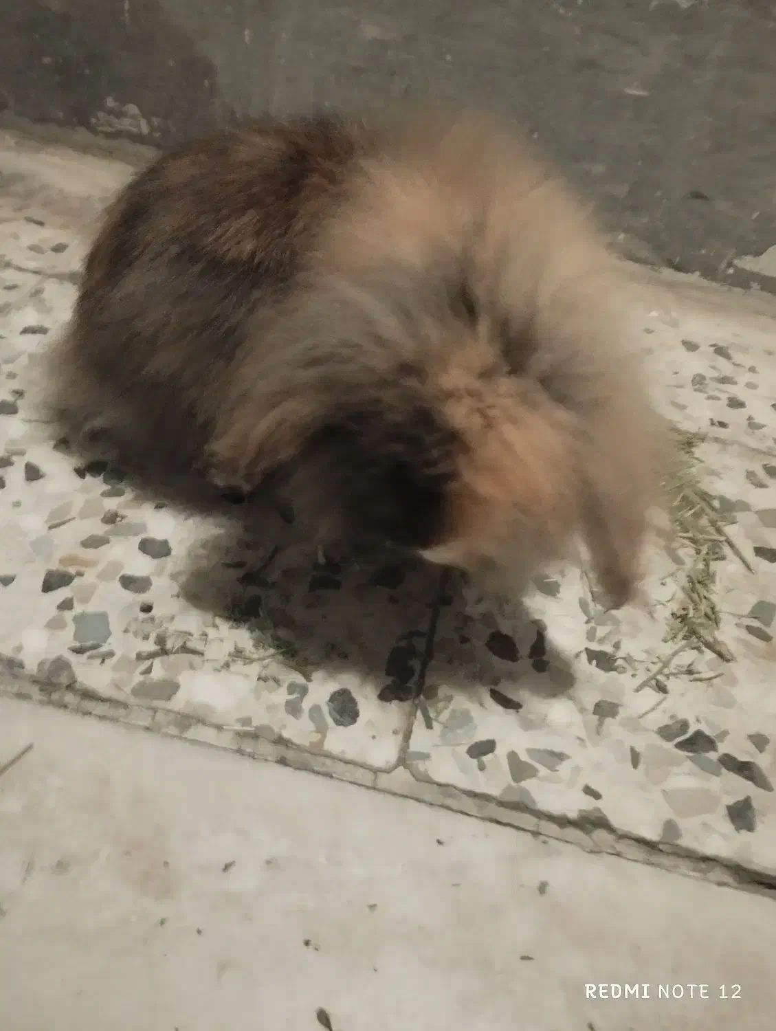 خرگوش هلندی|موش و خرگوش|اهواز, کوی رمضان|دیوار