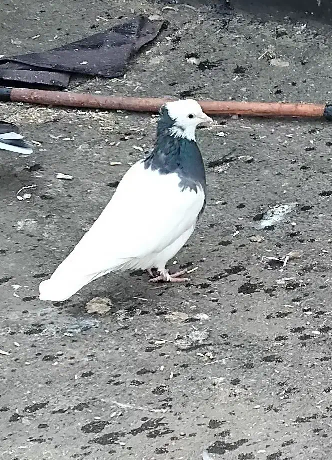 طوقی|پرنده|نیشابور, تیپ زرهی ۲۱  امام رضا (ع)|دیوار