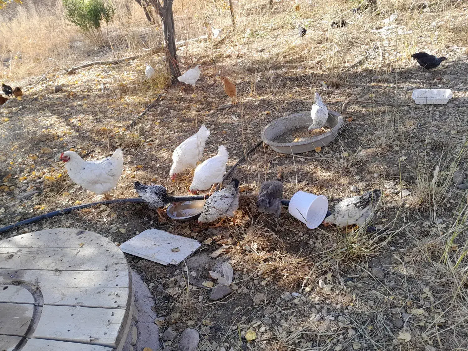 مرغ و خروس نیمچه|حیوانات مزرعه|قیدار, |دیوار