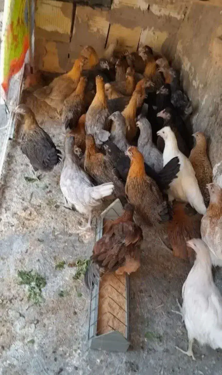 جوجه مرغ بومی قلم سبز سه ماهه|حیوانات مزرعه|برخوار, |دیوار