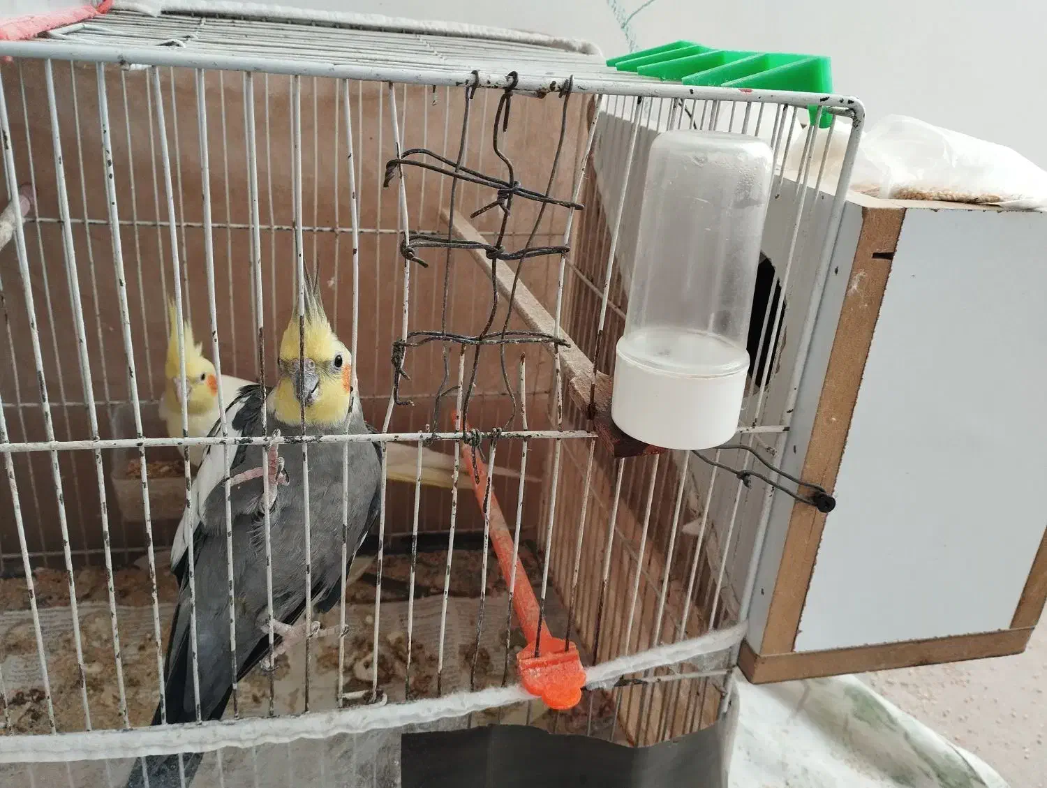 عروس هلندی|پرنده|تربت جام, یحیی آباد|دیوار