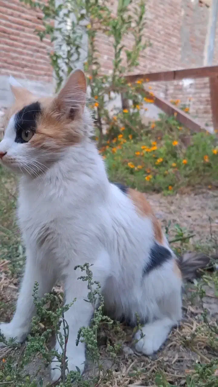 بچه گربه خانگی|گربه|مراغه, |دیوار