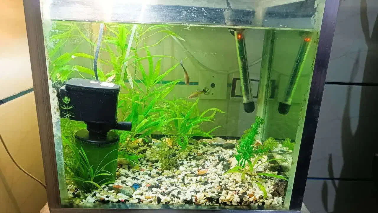 آکواریوم کامل|ماهی|زنجان, |دیوار