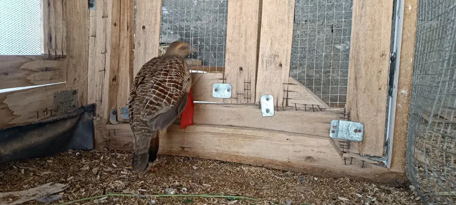 کپ پاکستانی|پرنده|سراوان, |دیوار