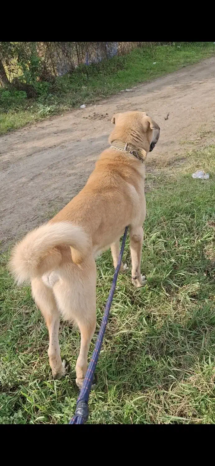 سگ پژدر واگذاری|سگ|چابکسر, |دیوار