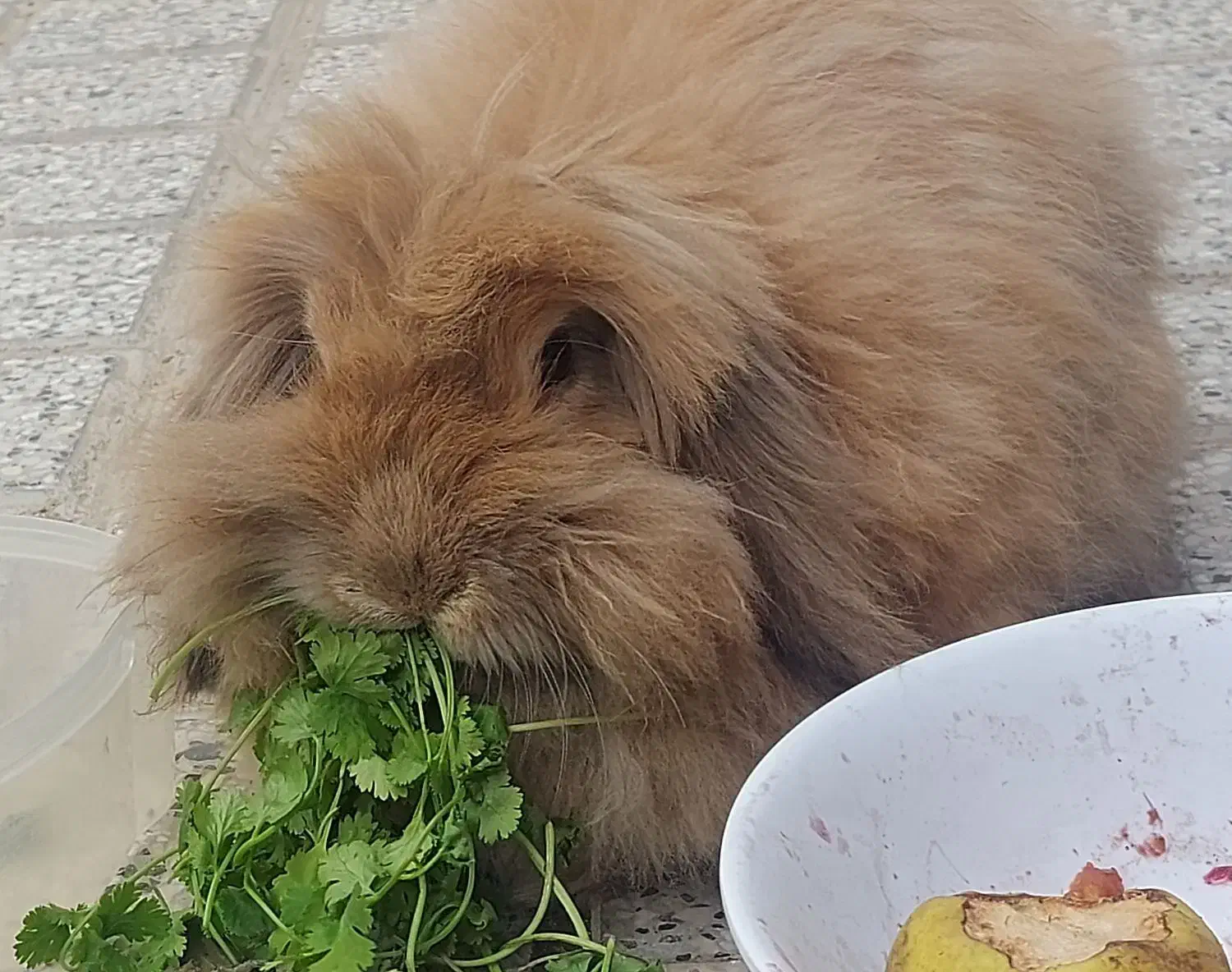 خرگوش لوپ اوکراینی|موش و خرگوش|گلبهار, شهر جدید گلبهار|دیوار