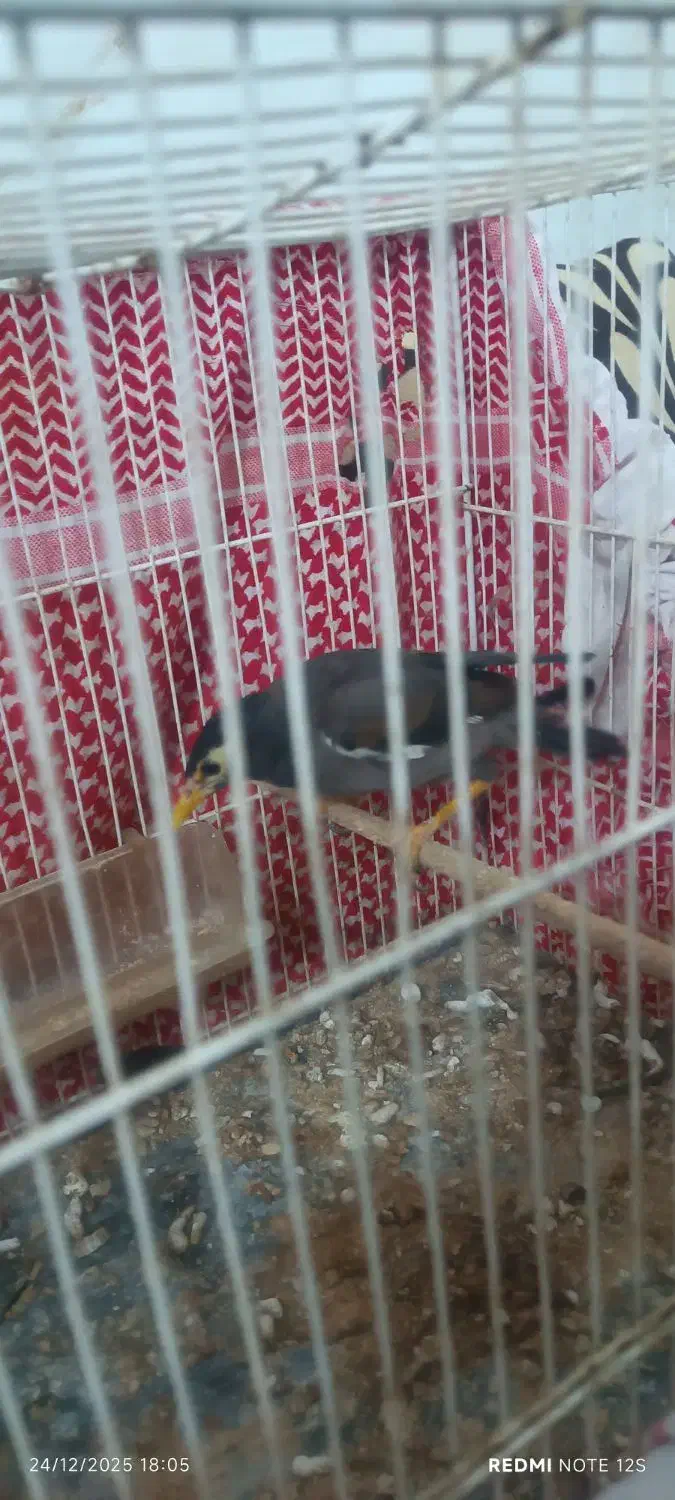 جوجه مینا|پرنده|مشهد, شهرک شهید باهنر|دیوار