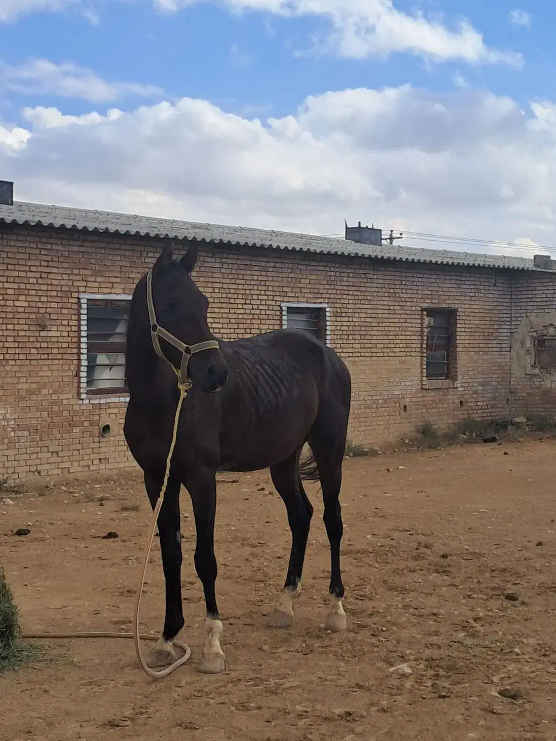 نریان ترکمن با برگه کشش|اسب و تجهیزات اسبسواری|مشهد, شهرک صنعتی توس|دیوار