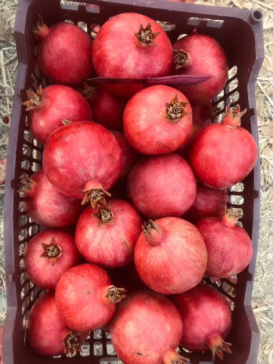 انار رباب یه جا 700کیلو|عمده‌فروشی|مرودشت, نقش رستم|دیوار