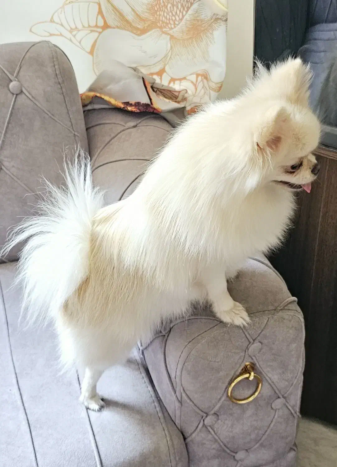 پامر ماده بالغ پامرانین|سگ|تهران, توحید|دیوار