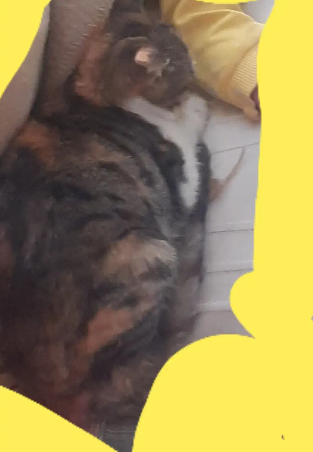 گربه خانگی|گربه|قوچان, |دیوار