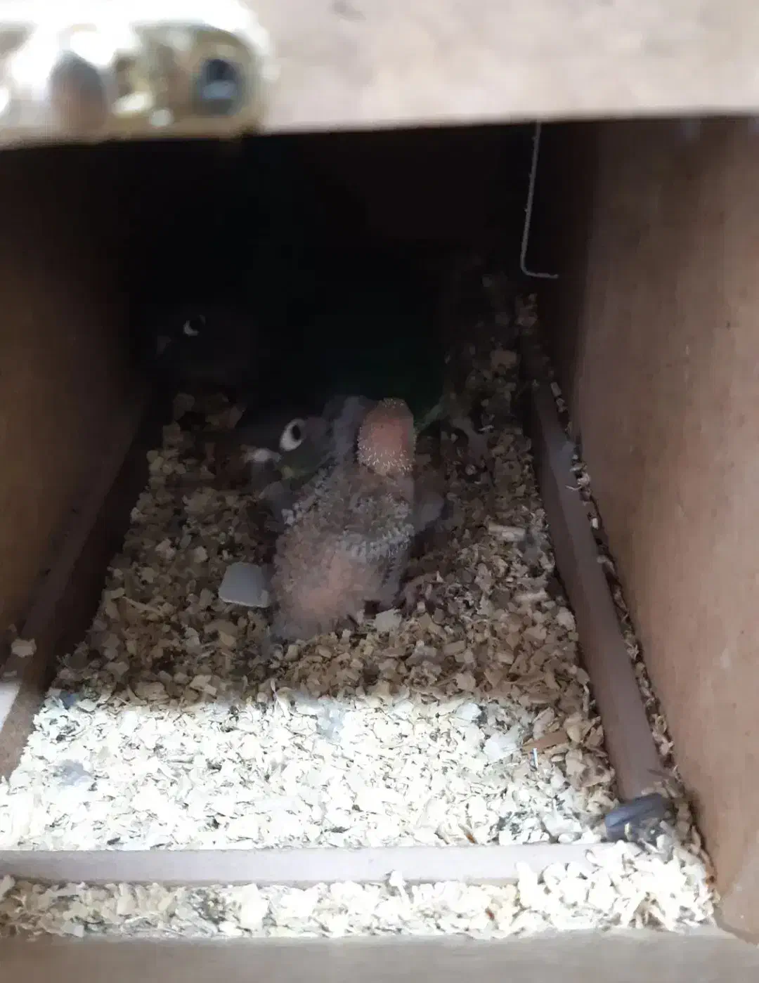 جفت گرینچیک مولد با جوجه|پرنده|میناب, |دیوار