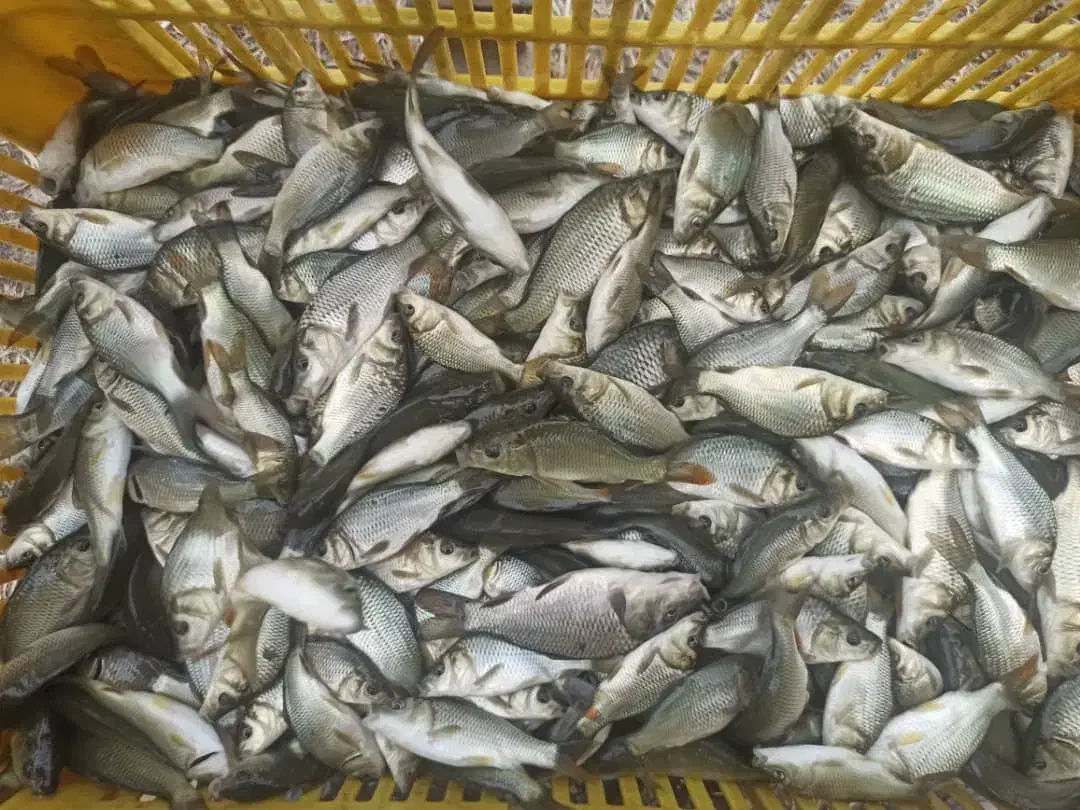 بچه ماهی کپور طلایی،آمور،قزل الا|ماهی|تهران, دانشگاه شریف|دیوار