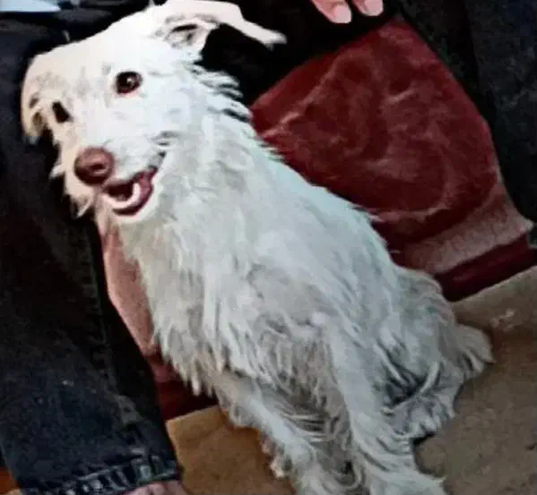 سگ خانگی|سگ|قم, آزادگان|دیوار