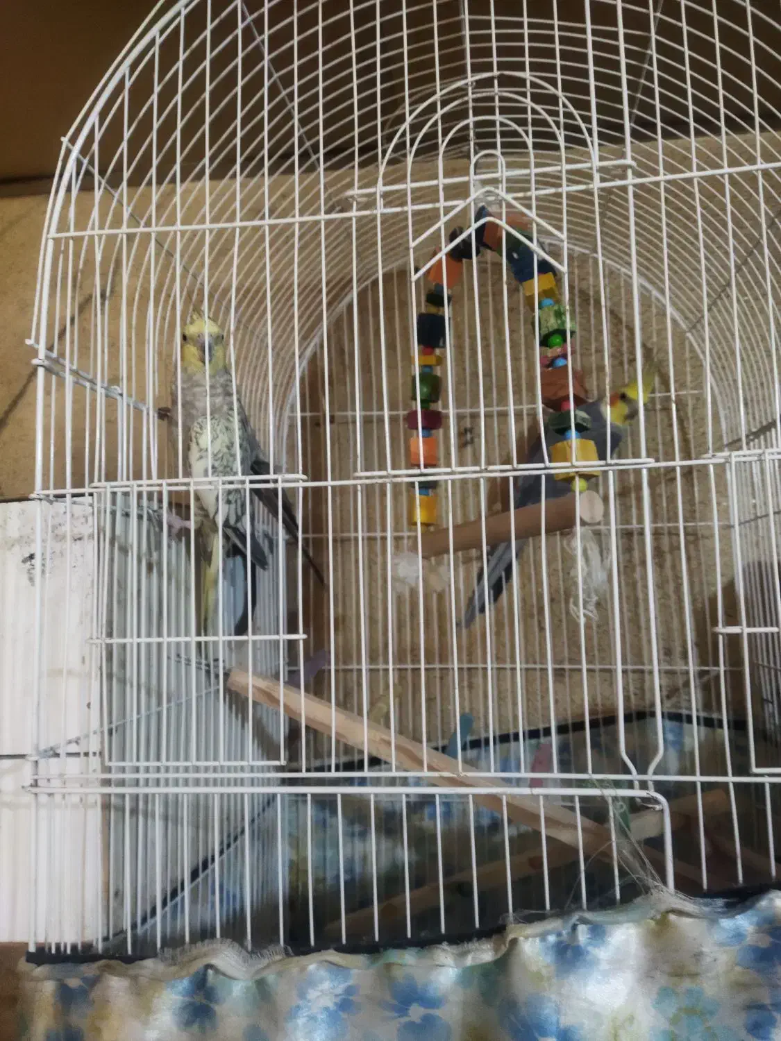 ۳ عدد عروس هلندی بالغ|پرنده|قزوین, |دیوار