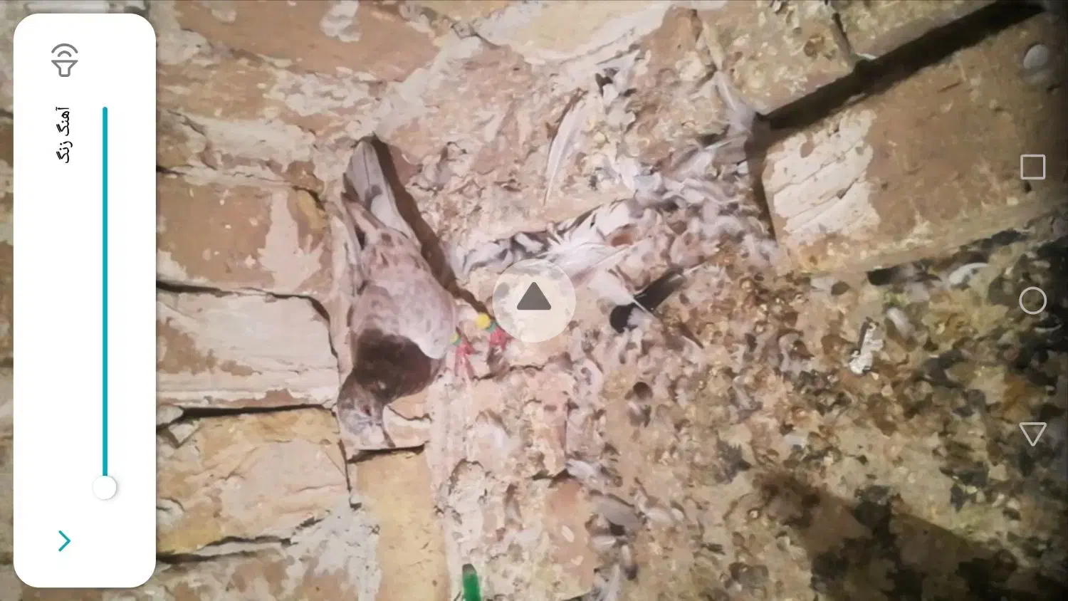 هفرنگ|پرنده|قزوین, |دیوار