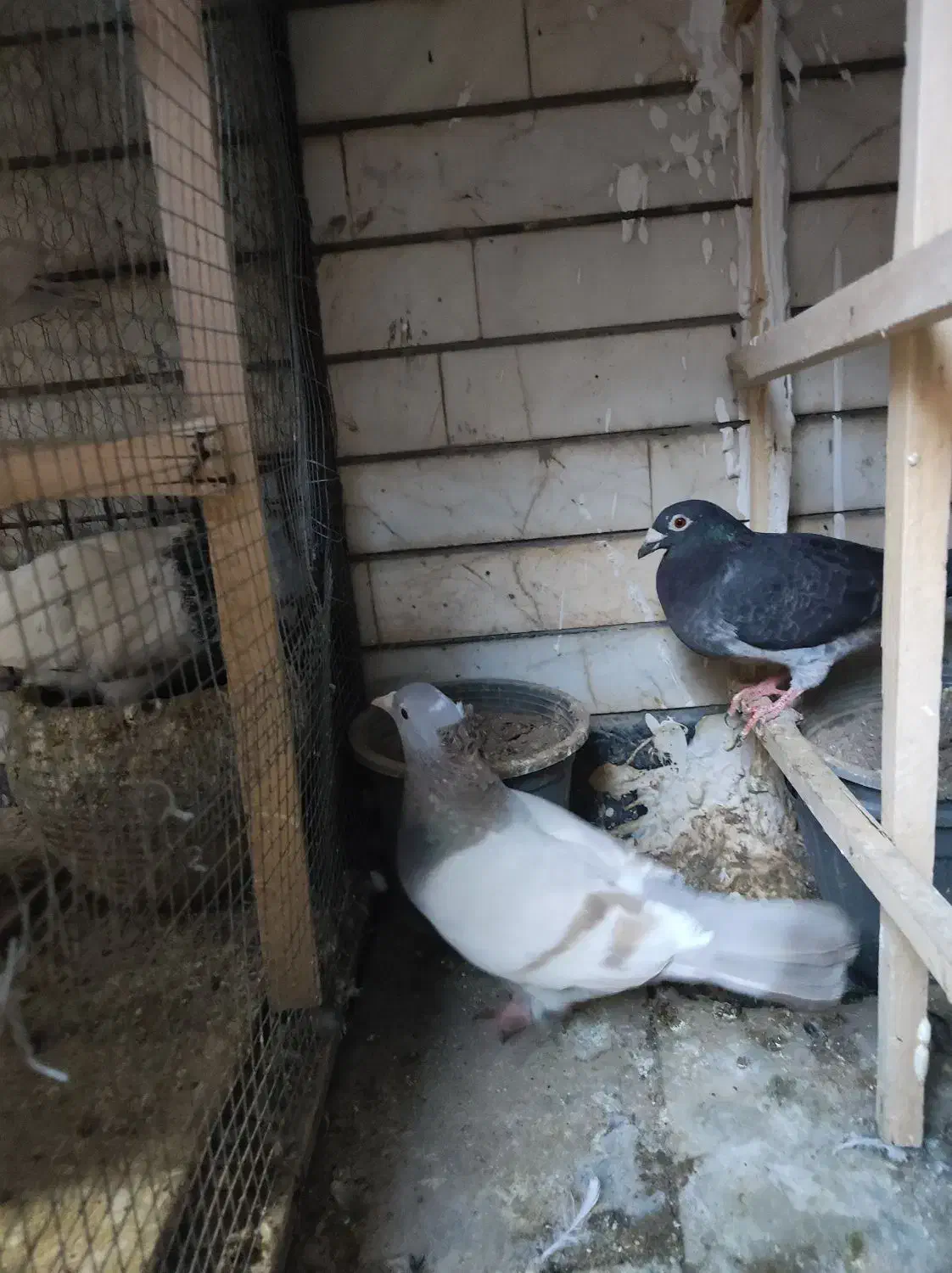 تعدادی کبوتر جفت و تکی|پرنده|مشهد, کلاهدوز|دیوار