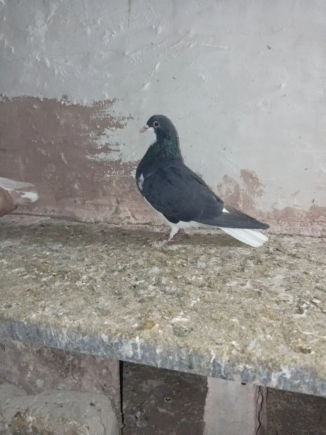 کفتر|حیوانات|سبزوار, پیروزی|دیوار