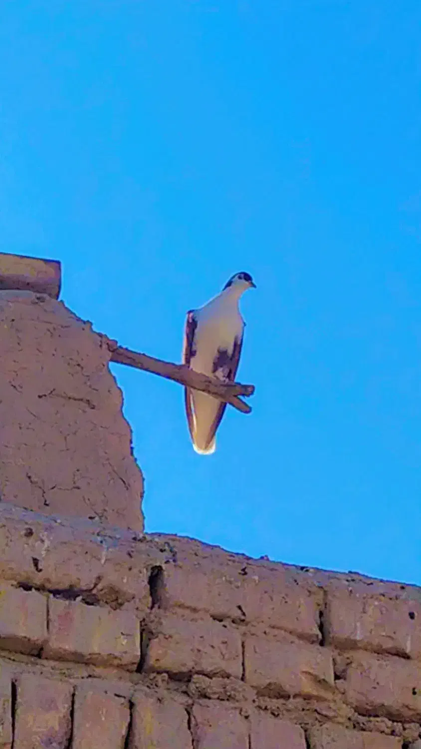 کفتر و کبوتر با دوتا جوجه معاوضه ای|پرنده|کرباسک, |دیوار