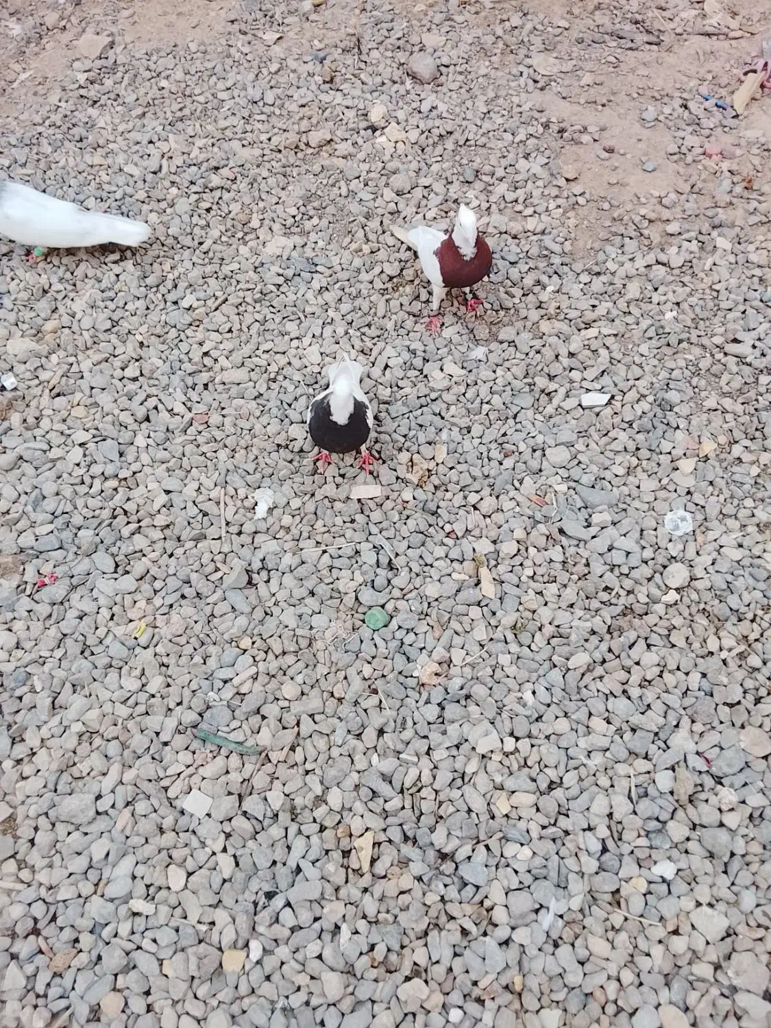 فروشی|پرنده|فهرج, |دیوار