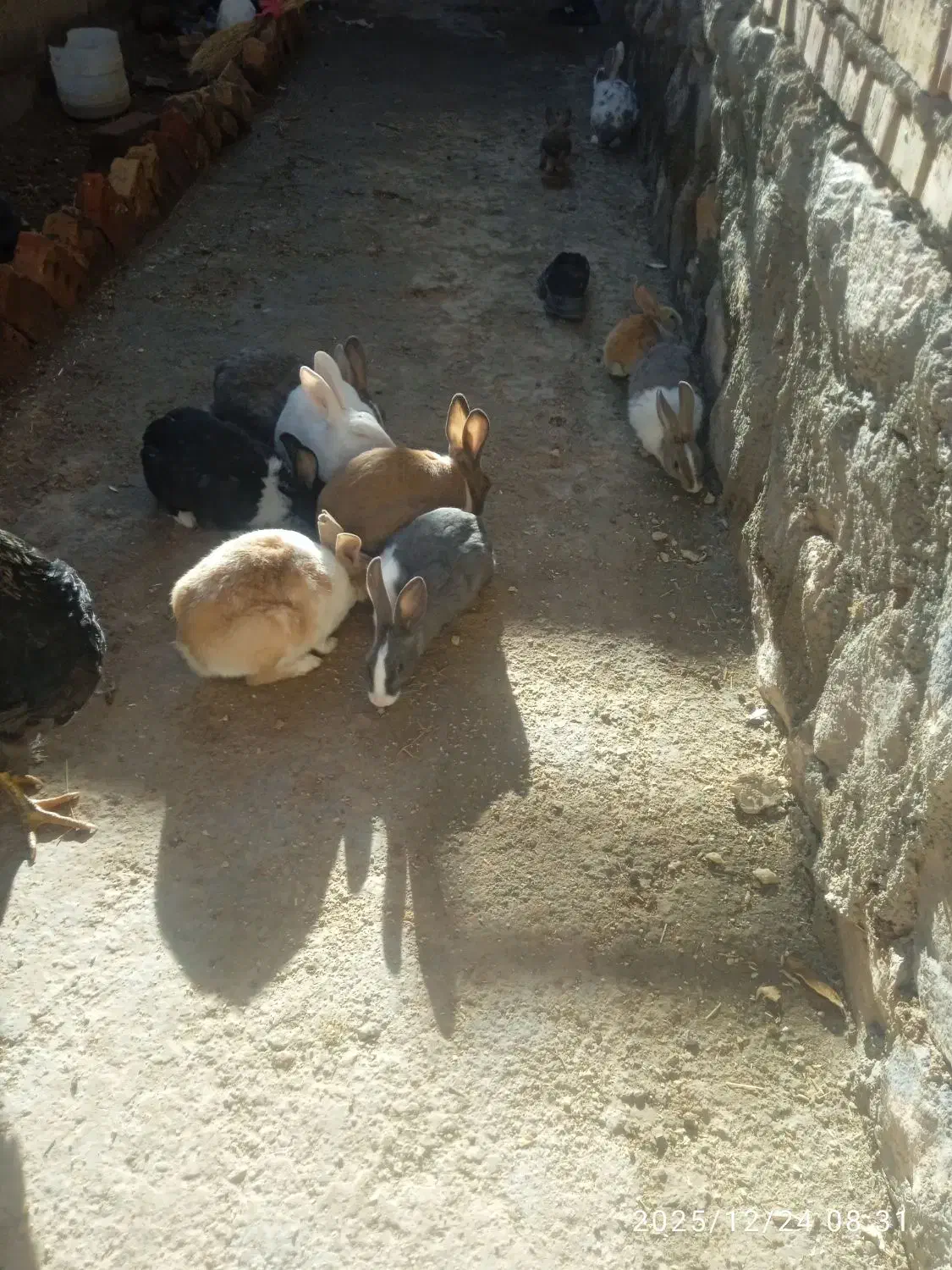 خرگوش|موش و خرگوش|قهستان, |دیوار