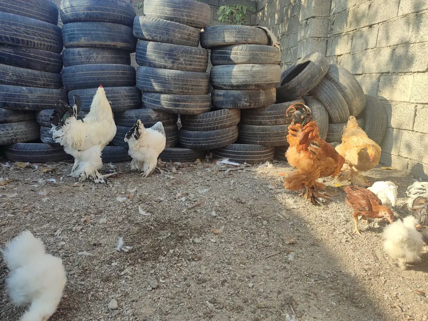 مرغ و خروس برهما وارداتی غول پیکر|حیوانات مزرعه|رامیان, |دیوار