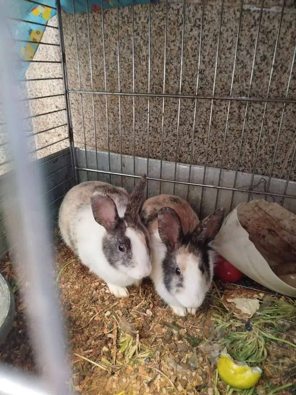 خرگوش دونه ای ۳۰۰۰۰۰۰|موش و خرگوش|شهریار, شهرک بهاران (ویره)|دیوار