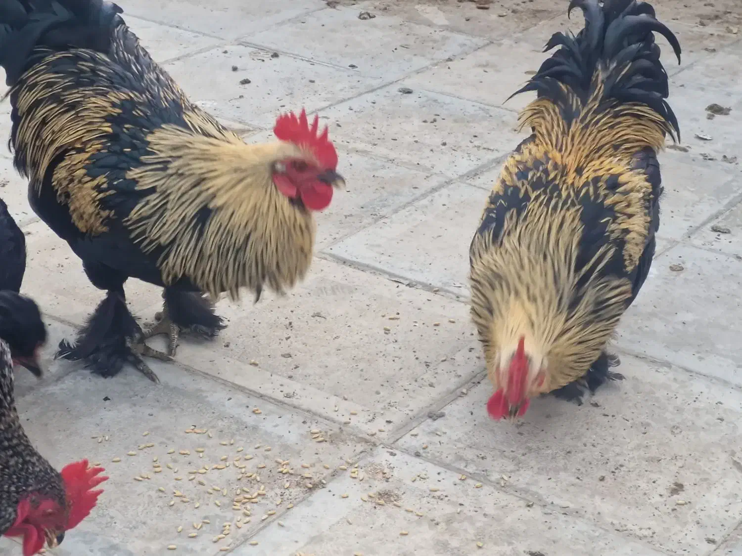 خروس پا پر|حیوانات مزرعه|مشهد, محمدآباد|دیوار