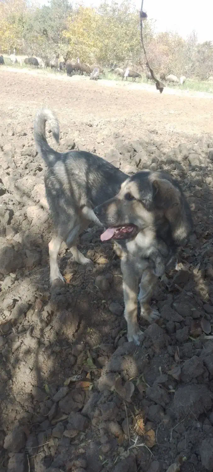 واگذاری سگ|سگ|شازند, |دیوار