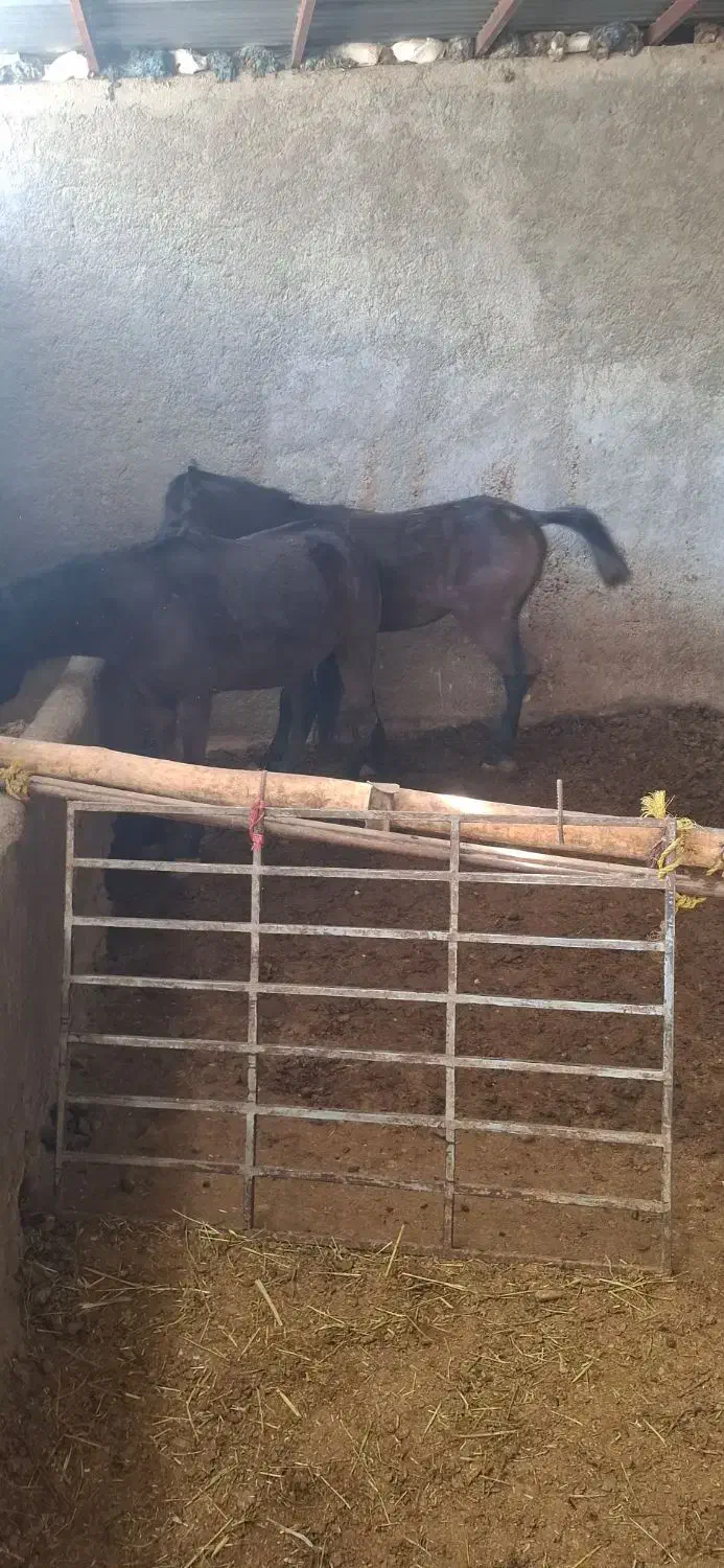 اسب مادیون ب همراه کره نر|اسب و تجهیزات اسبسواری|گلپایگان, |دیوار