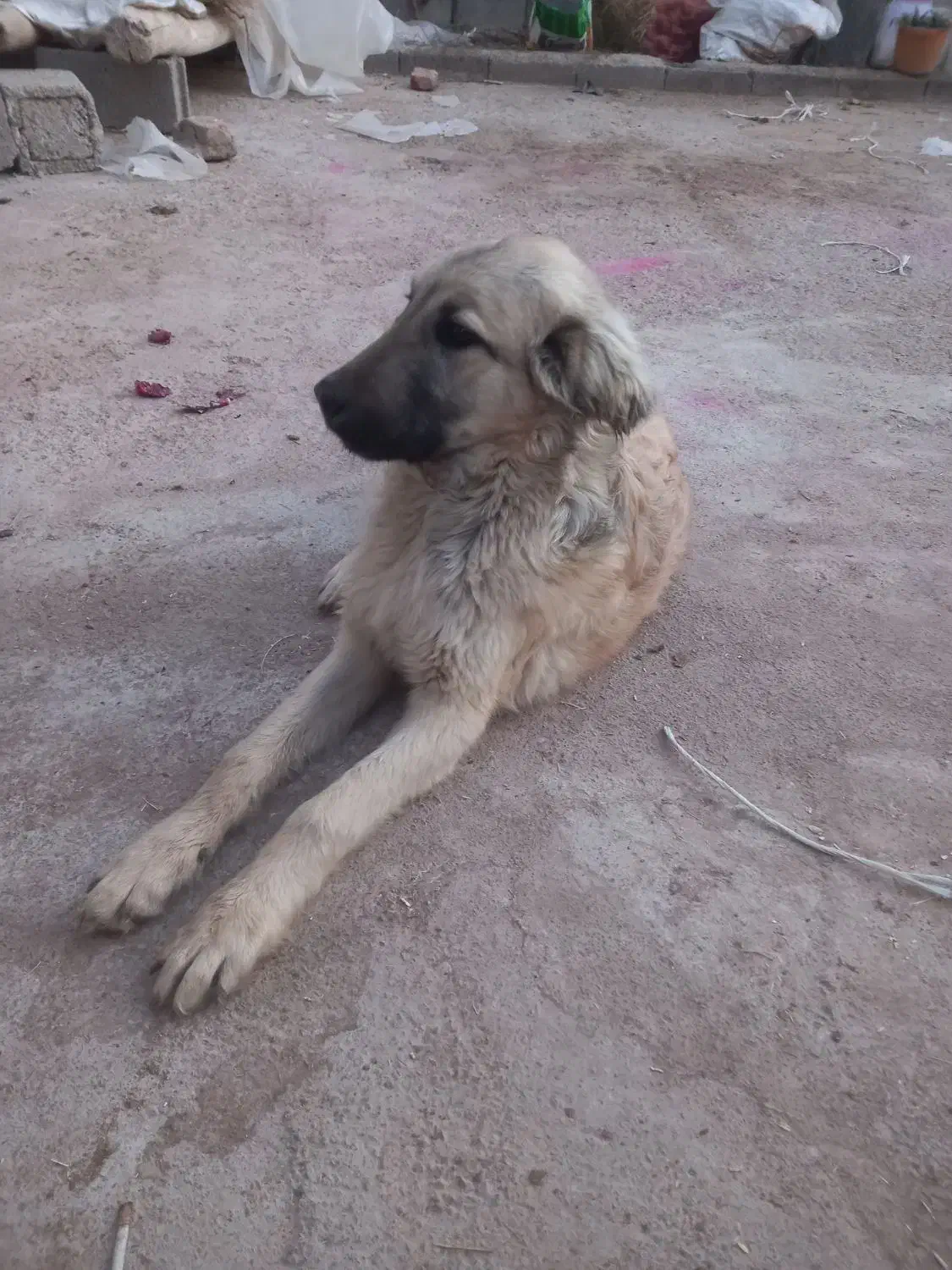 توله سرابی نر|سگ|مراغه, |دیوار