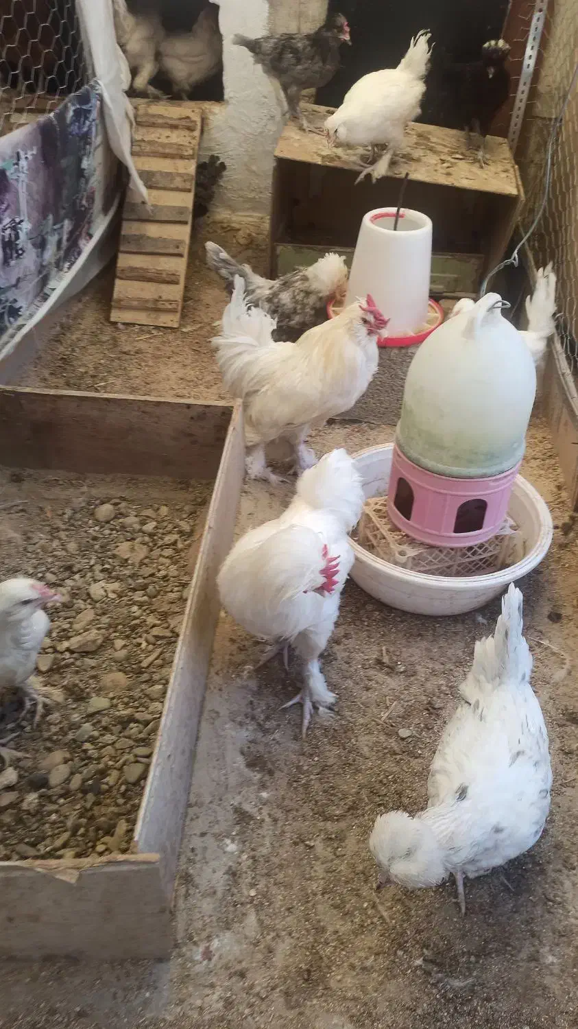 مرغ، خروس و نیمچه سلطان|حیوانات مزرعه|فردیس, فردیس|دیوار