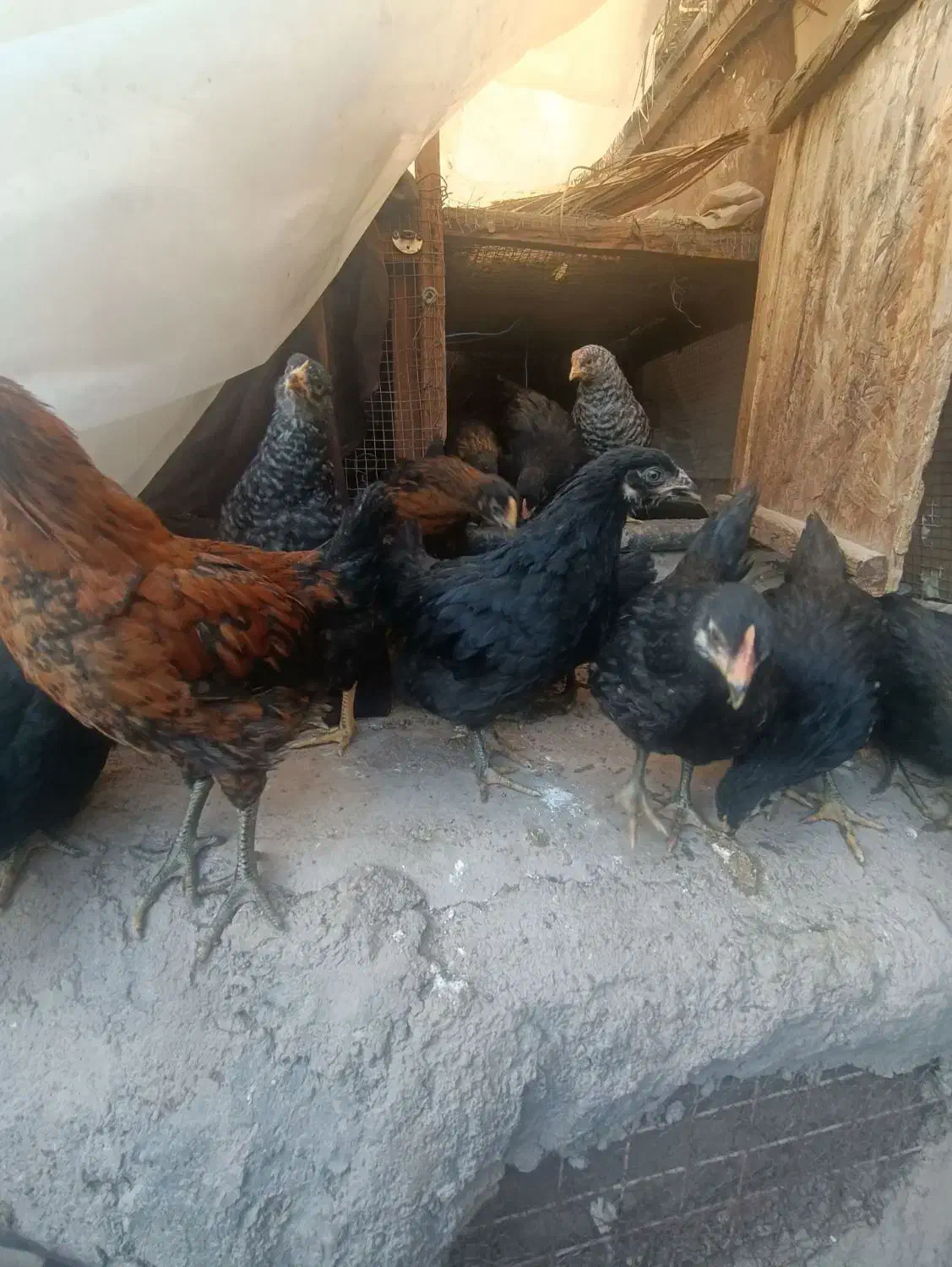 جوجه|حیوانات مزرعه|بم, |دیوار