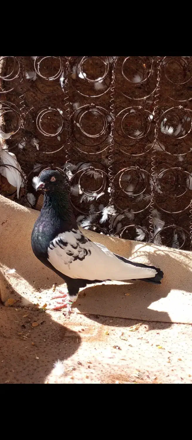 کبوتر سینه سیاه|پرنده|جم, |دیوار