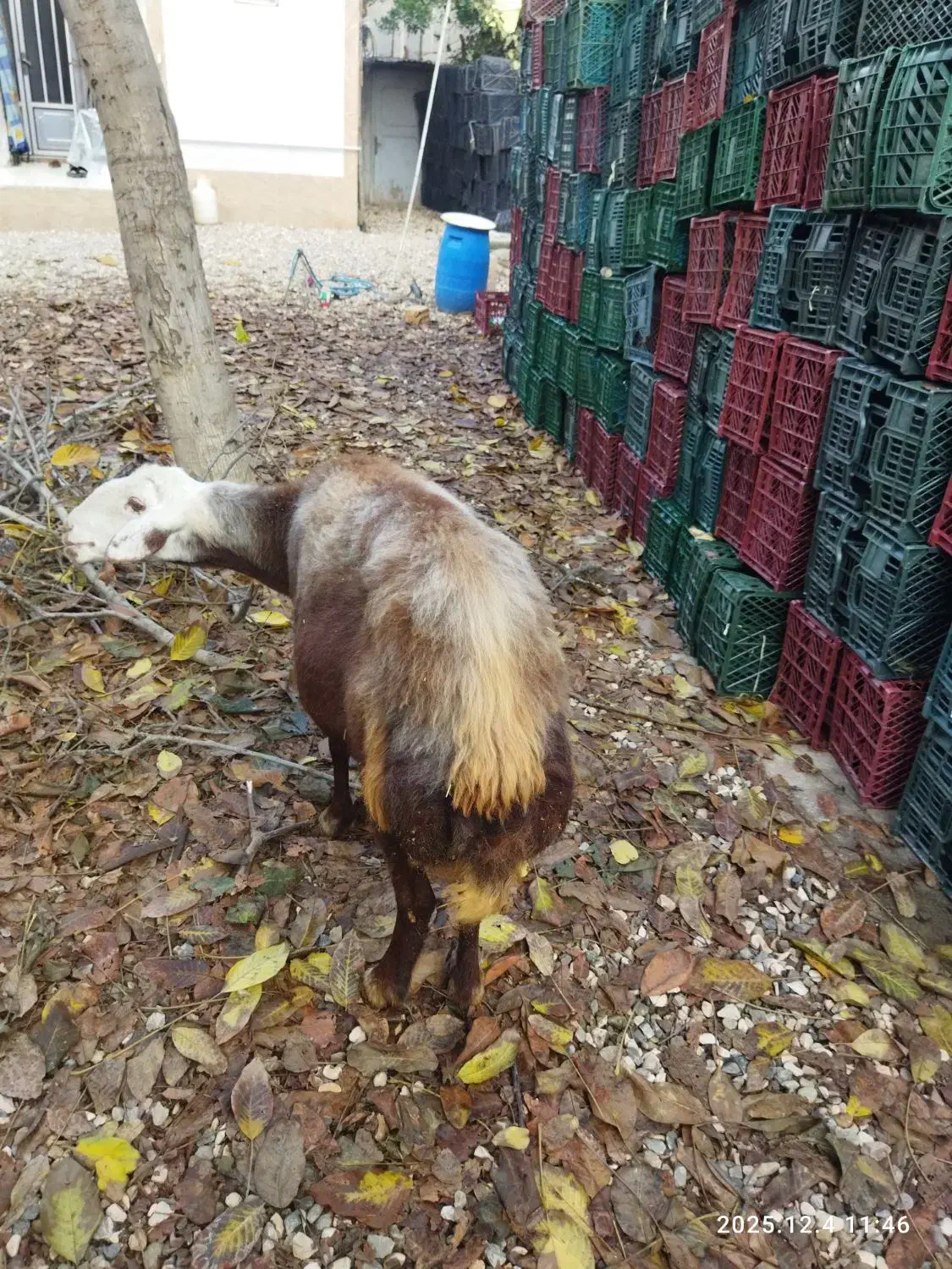 گوسفند ابست|حیوانات مزرعه|آزادشهر, |دیوار