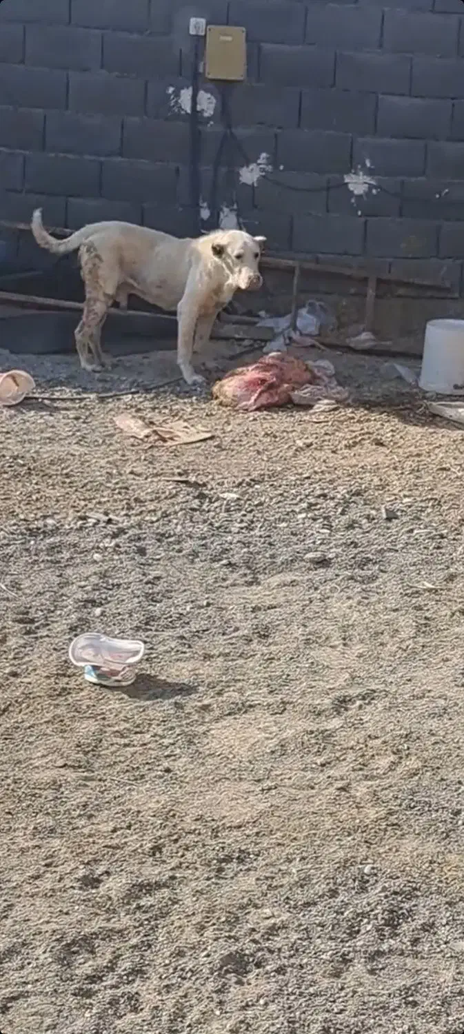 خراسانی|سگ|اصفهان, قهاب جنوبی|دیوار