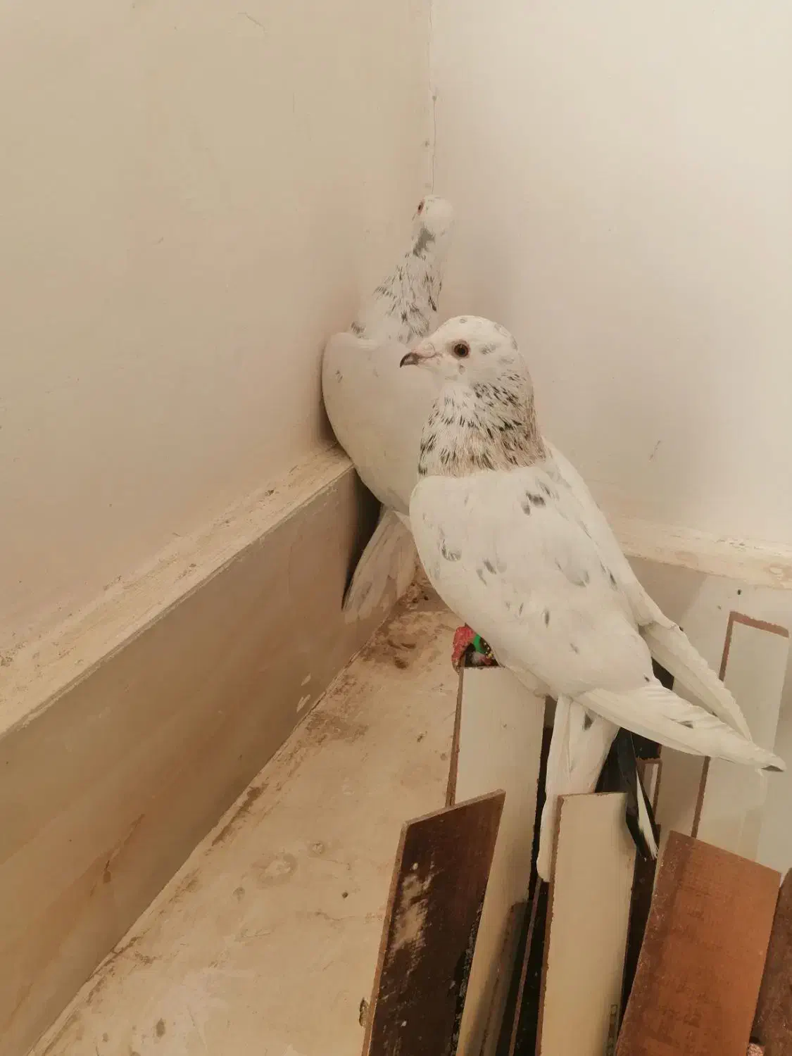 کفتر بی بوب|پرنده|تربت‌حیدریه, طالقانی|دیوار