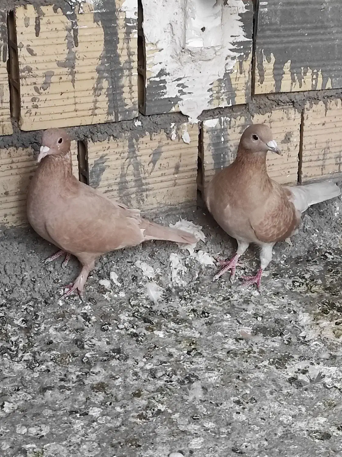 کرمونی عالی|پرنده|قائن, |دیوار