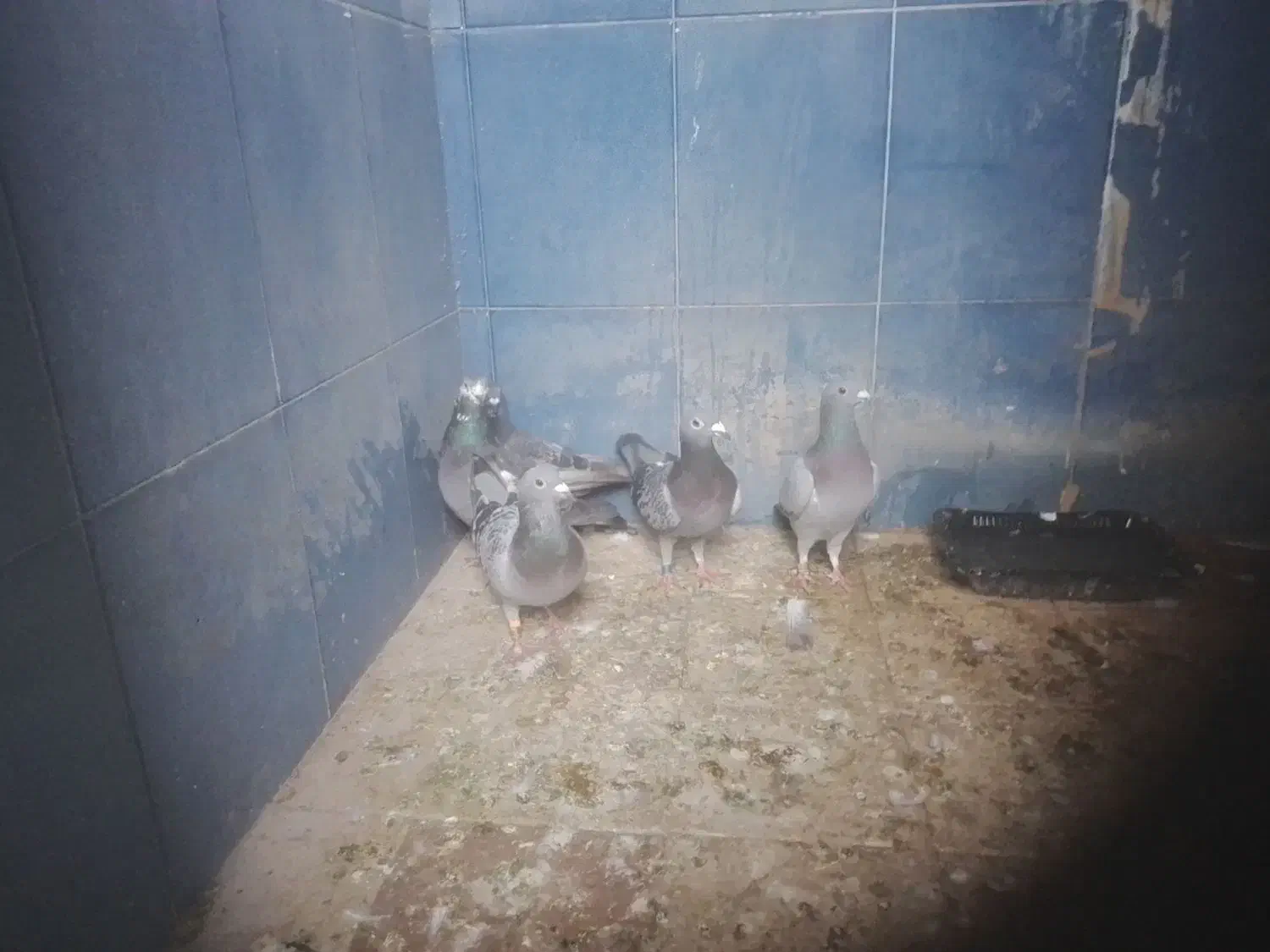 پلاکی گرفتنی|پرنده|اندیمشک, |دیوار