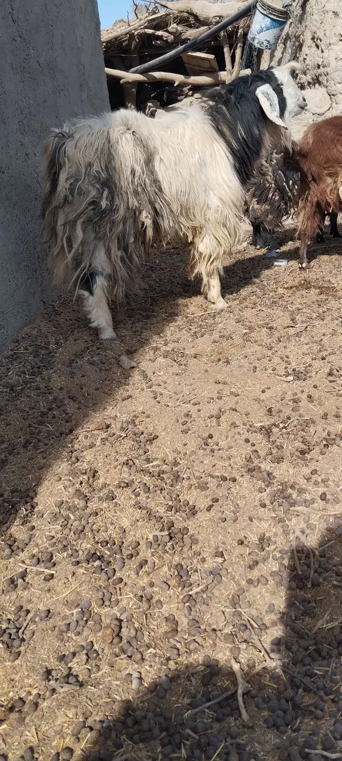 کهره نر بز  بره نر و ماده|حیوانات مزرعه|زابل, |دیوار