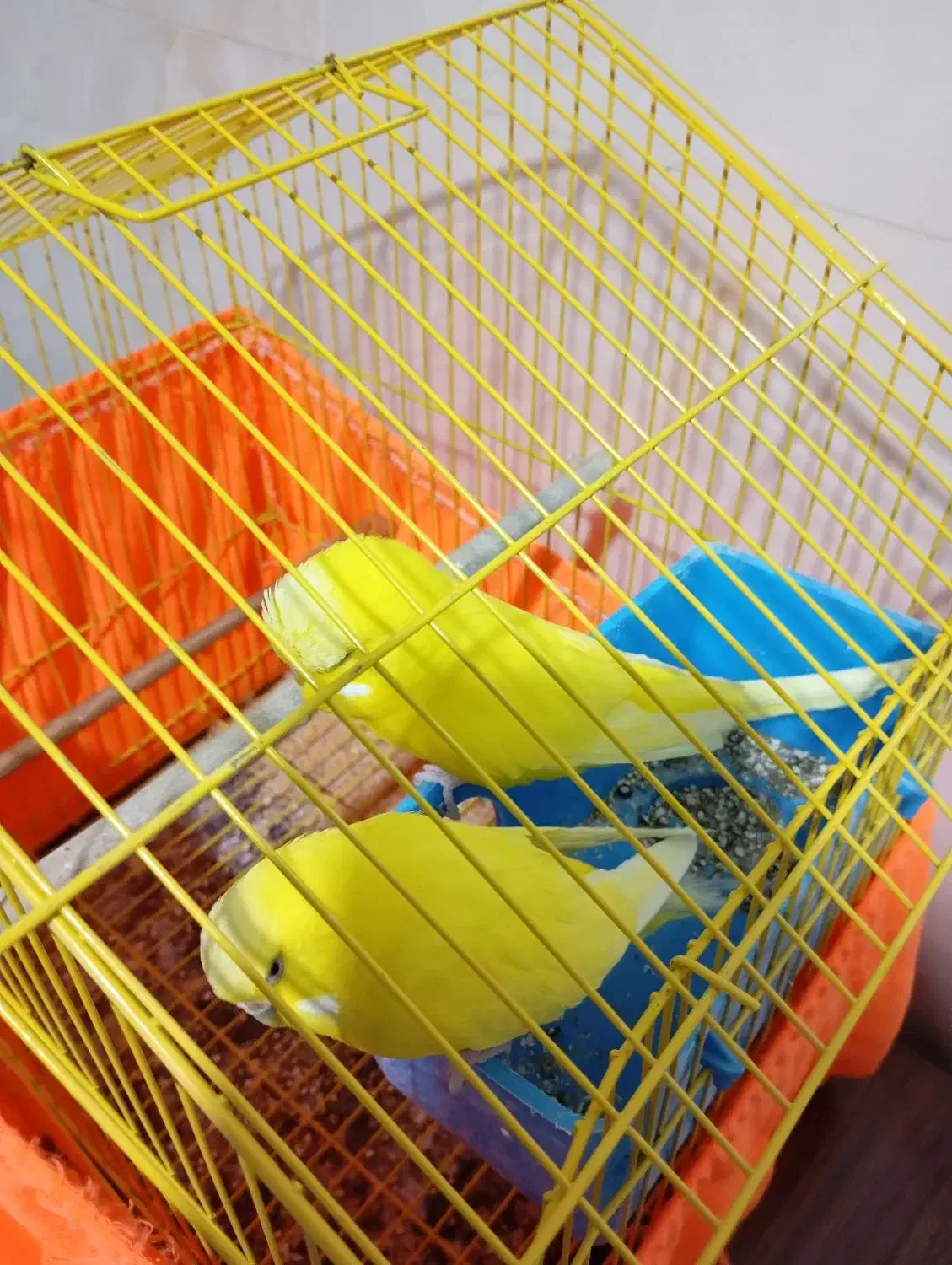 ۴ جفت مرغ عشق انگلیسی|پرنده|تهران, افسریه جنوبی|دیوار